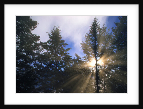 Sunlight Through Evergreen Forest by Anonymous