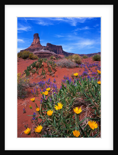 Wildflowers at Dead Horse Point by Anonymous