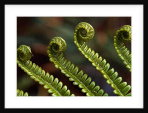 Bracken Fern Fronds by Anonymous