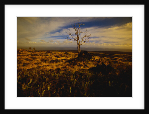 Tree Killed by Lava Flow by Anonymous