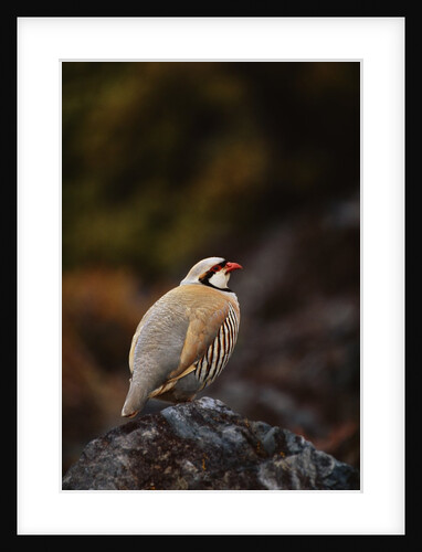 Chukar Vocalizing by Anonymous