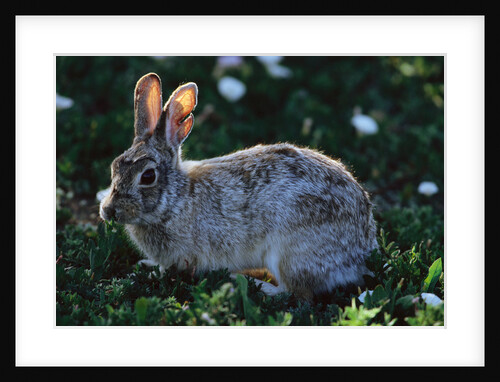 Eastern Cottontail by Anonymous