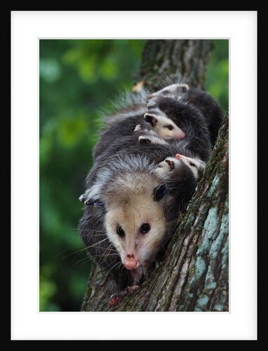 American Opossum with Young by Anonymous