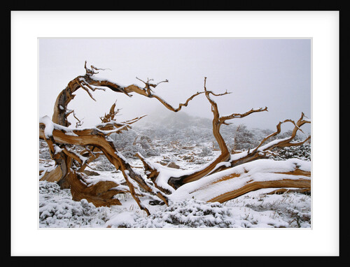 Snow Covered Bristlecone Pine on Mount Goliath by Anonymous