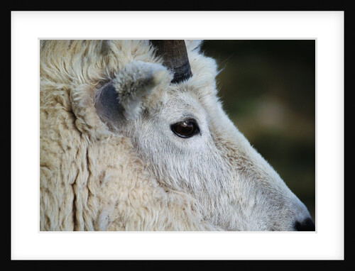 Mountain Goat by Anonymous