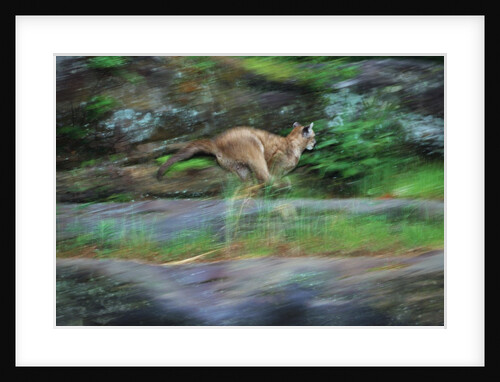 Cougar Running Across Boulder Creek by Anonymous