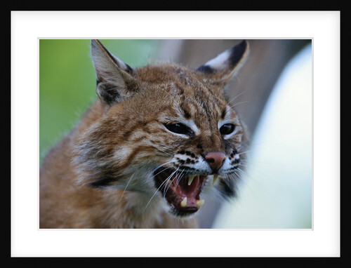 Bobcat Snarling by Anonymous