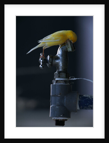 Common Canary on Water Spigot by Anonymous