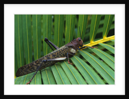 Giant Grasshopper on Leaf by Anonymous