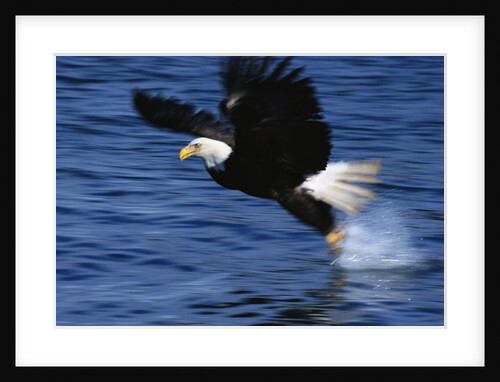 Bald Eagle Grabbing a Fish by Anonymous