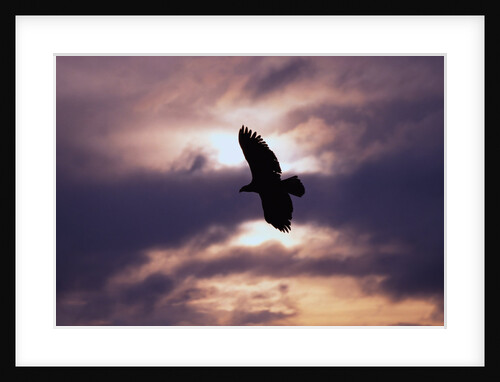 Bald Eagle in Flight by Anonymous