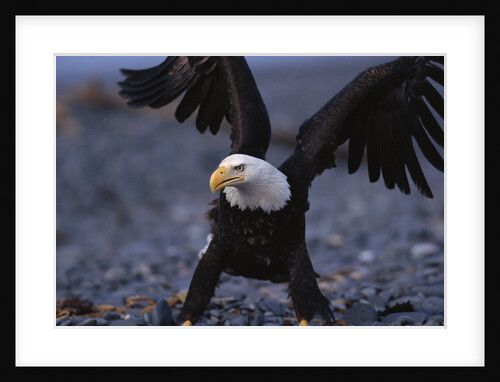 Bald Eagle Spreading Wings by Anonymous