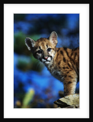 Mountain Lion Cub by Anonymous