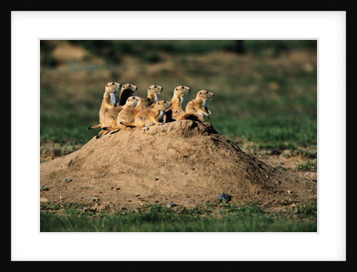Prairie Dogs at Their Burrow by Anonymous