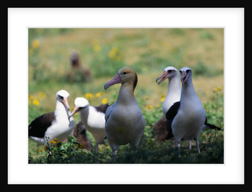 Short-tailed Albatross by Anonymous