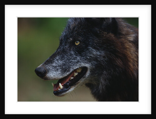 Gray Wolf by Anonymous