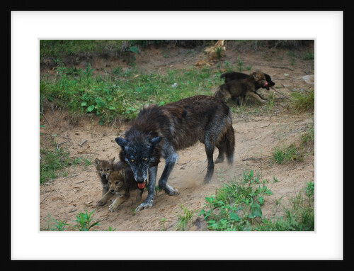 Gray Wolf with Pups by Anonymous