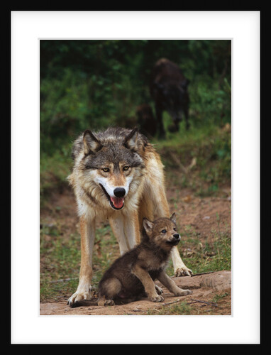 Grey Wolf with Pup by Anonymous
