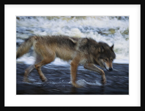 Gray Wolf in the Kettle River by Anonymous