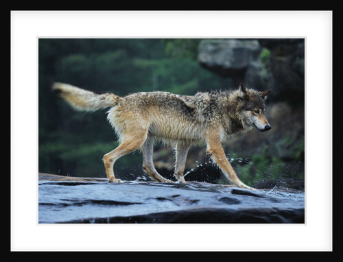 Gray Wolf in the Kettle River by Anonymous