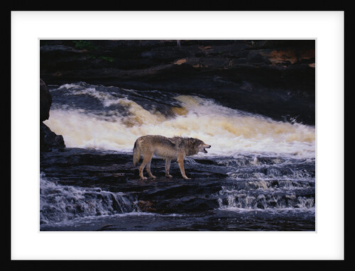 Gray Wolf in the Kettle River by Anonymous