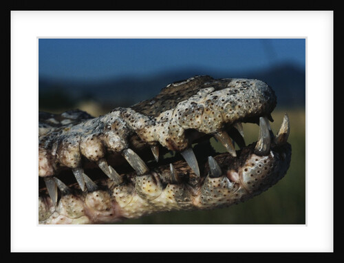 Mouth of an American Crocodile by Anonymous