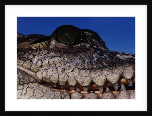 Eye of an American Crocodile by Anonymous