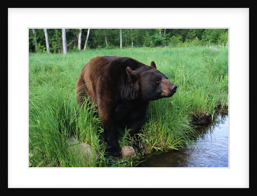 Black Bear by Anonymous