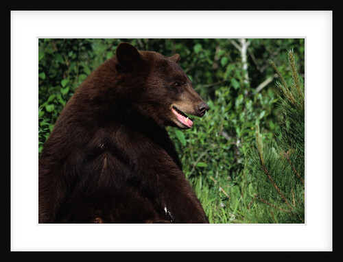 Black Bear by Anonymous
