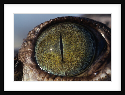Close-up of American Crocodile Eye by Anonymous