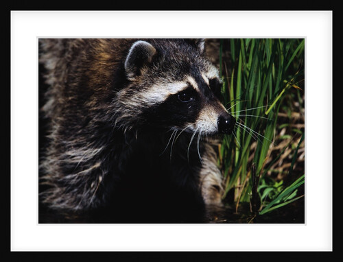 Raccoon by Anonymous