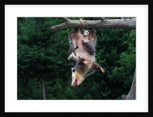 American Opossum with Young by Anonymous