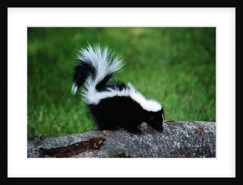 Striped Skunk by Anonymous