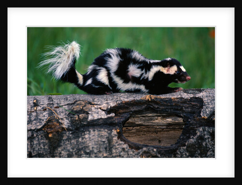 Eastern Spotted Skunk by Anonymous