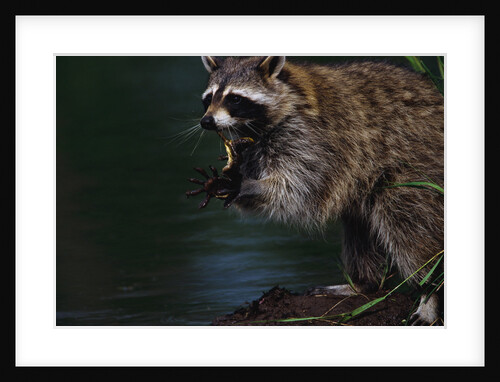 Raccoon Eating a Leopard Frog by Anonymous