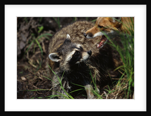 Red Fox Threatening Raccoon by Anonymous