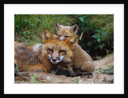 Mother Red Fox and Pups by Anonymous