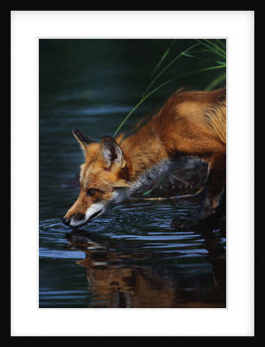 Red Fox Drinking Water by Anonymous