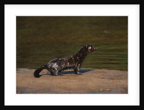 American Mink by Anonymous