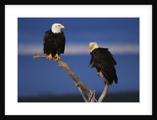 Bald Eagles Perching by Anonymous