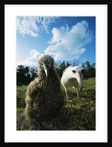 Laysan Albatrosses by Anonymous
