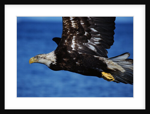 Bald Eagle Flying by Anonymous