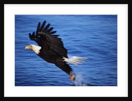 Bald Eagle Grabbing a Fish by Anonymous