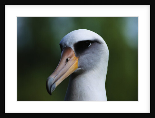 Laysan Albatross by Anonymous