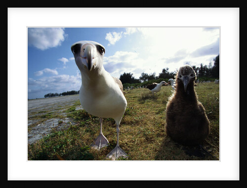 Laysan Albatrosses by Anonymous