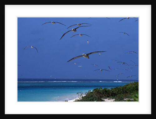 Laysan Albatrosses Flying by Anonymous