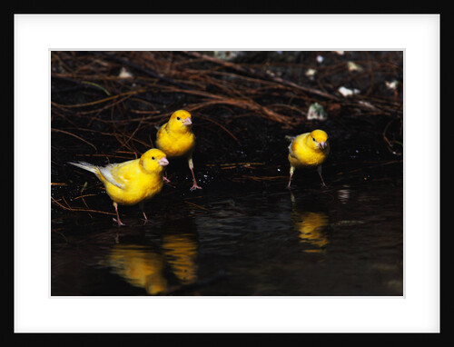 Canaries Standing by Water by Anonymous