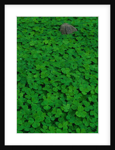 Clover Patch by Anonymous
