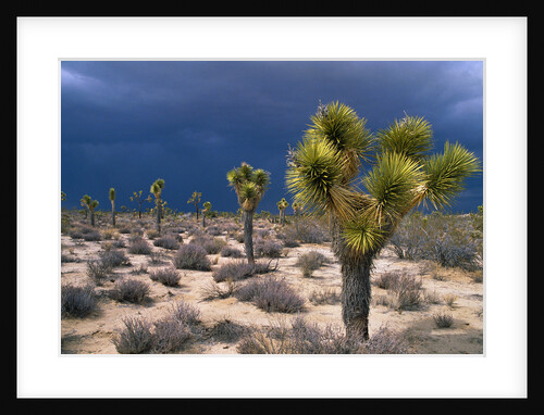 Storm Clouds Over Joshua Trees by Anonymous