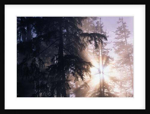 Redwood Forest with Early Morning Fog by Anonymous